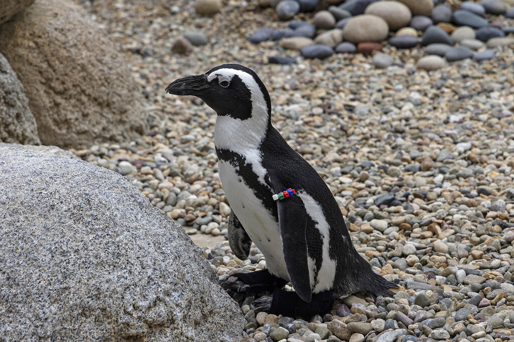 Tue. 9:03 a.m.: San Diego Zoo penguin fitted with orthopedic footwear | News, Sports, Jobs - Tribune Chronicle